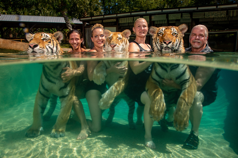 US Tigers -  Doc Antle Tiger Safari in Myrtle Beach South Carolina - Tiger show - cub selfies swimming with tigers etc. Saturday morning Tourist show (3 times a week) with cub petting, tigers, elephants etc. Doc with week old tiger cubs 4 week old l